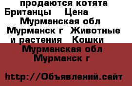 продаются котята Британцы  › Цена ­ 5 500 - Мурманская обл., Мурманск г. Животные и растения » Кошки   . Мурманская обл.,Мурманск г.